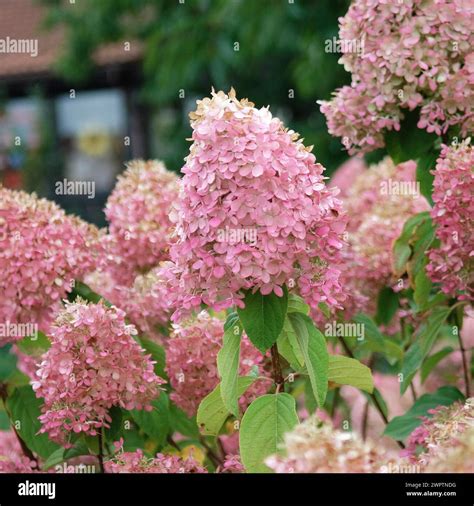 Panicle hydrangea (Hydrangea paniculata 'Limelight'), Laussnitz, 81 ...