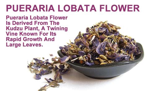 5 Reasons Why You Need to Try Kudzu Tea : Pueraria lobata