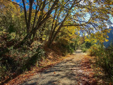 First Report: Sanborn County Park, Santa Cruz Mts. - California Fall Color