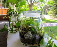 Diy Terrarium by Diy Terrarium Tutorial The Journey Junkie Diy Terrarium