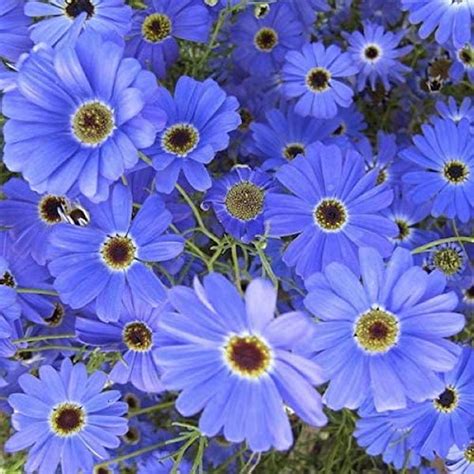 Believers Seeds Morning Glory Seeds| All Season Flower Seeds ...
