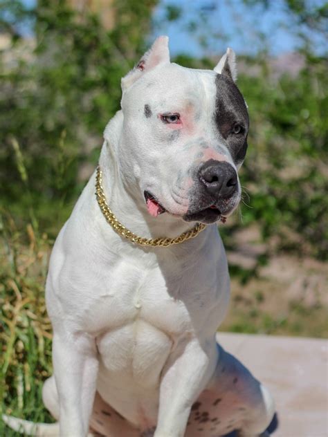 Tyrone pitbull blue | Dogo argentino perro, Perros bonitos, Perros lindos