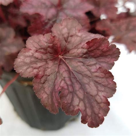 Coral Bell Heuchera Plum Pudding – 森流 - 奇異植物、爬蟲、水族 | GreenFlow Exotic ...