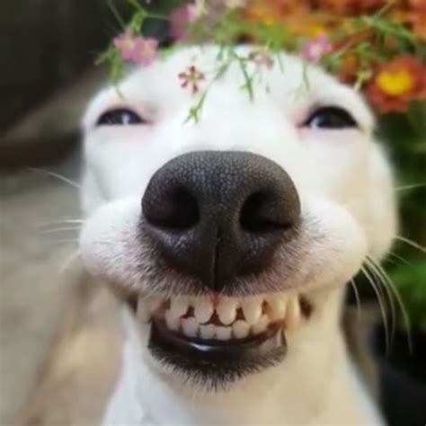 Funny Dogs Wallpaper - App on Amazon Appstore