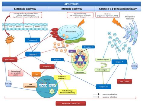 Steroid and Xenobiotic Receptor Signalling in Apoptosis and Autophagy ...