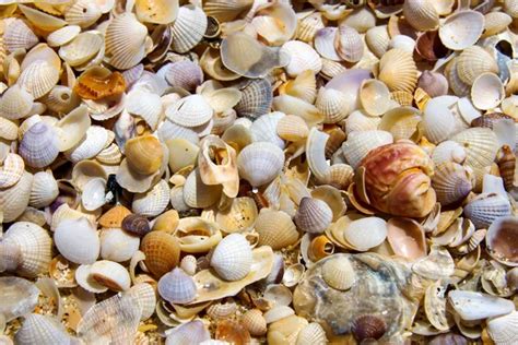 Image result for Small Shells