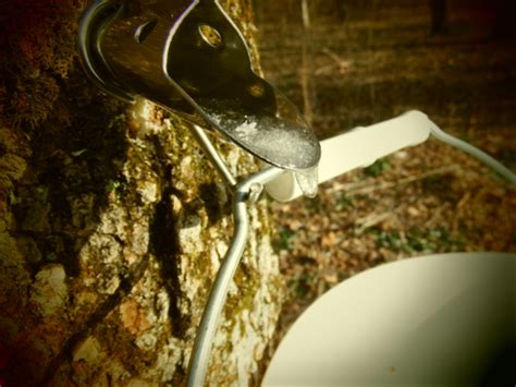 Image result for Box Elder Tree Syrup