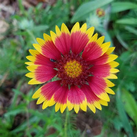 Blanket Flower Seeds | Flower Seeds in Packets & Bulk | Eden Brothers