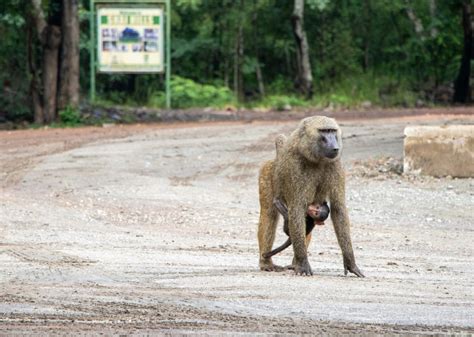 Image result for Baboon Communication