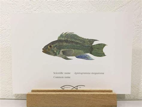 Apistogramma megastoma Drawing Postcard | osakanacraft