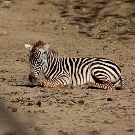 15 Extinct Animals: A Snapshot of Species Lost (So Far) - The Wildlife Quest