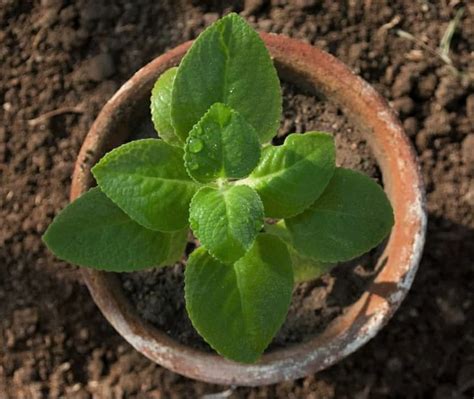 Mexican Mint / Cuban Oregano / Ajwain Leaves / Indian Borage – Leafy ...