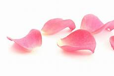 Petals Photo by Best Petal Stock Photos Pictures Royalty Free Images Petals Photo