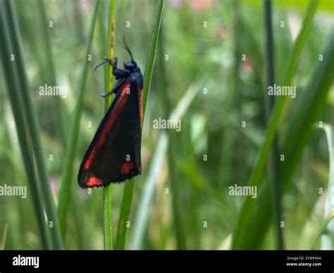 Cinnabar moth (Tyria jacobaeae Stock Photo - Alamy
