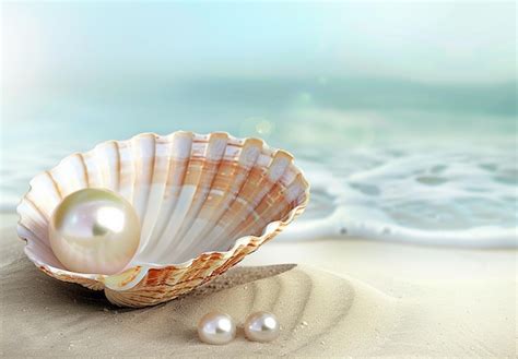 Image result for Beach Background Pearly Shell