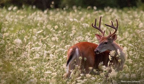 The Best Hunting Times | onX Hunt