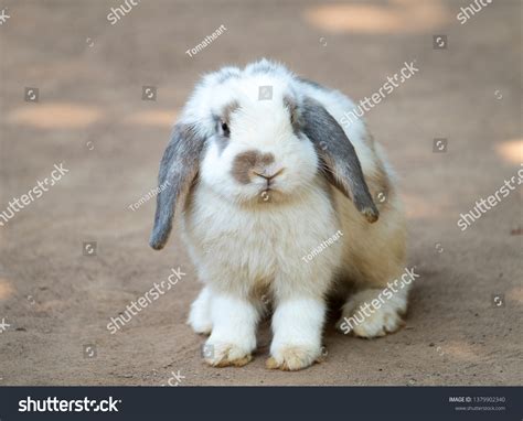 2+ Thousand Floppy Eared Rabbit Royalty-Free Images, Stock Photos ...