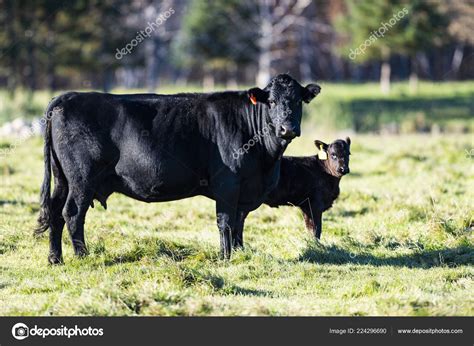 Black Angus Cattle
