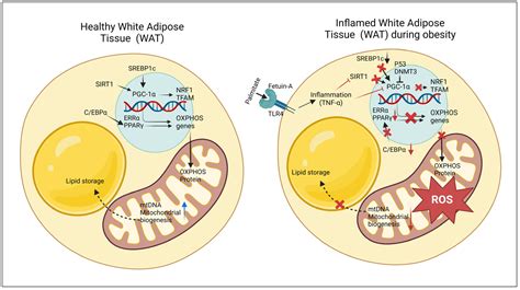 Adipocyte Mitochondria: Deciphering Energetic Functions across Fat ...