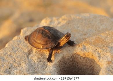 Image result for Japanese Box Turtle