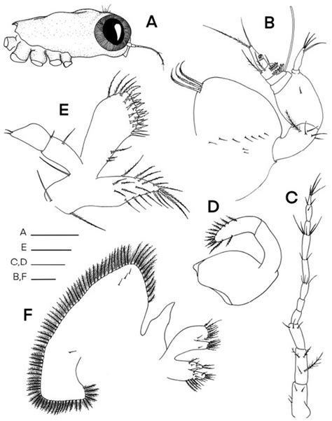 Taxonomy | An Open Access Journal from MDPI