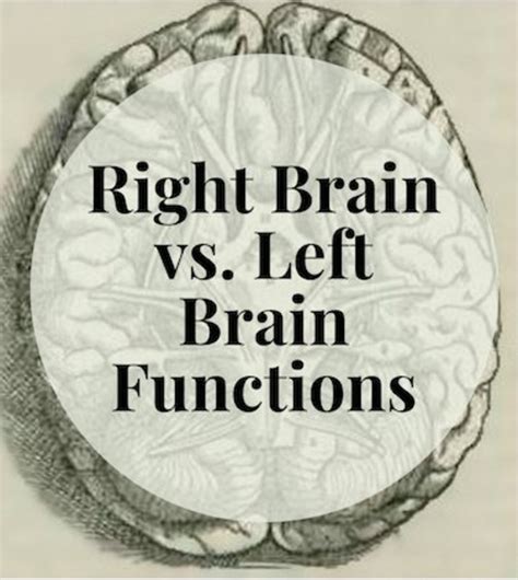 Right Brain Left Brain 的图像结果