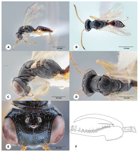 DNA Barcoding Unveils New Species of the Sexually Dimorphic Genus ...