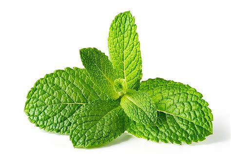Health Support : 7 Surprising Side Effects of Mint Leaves You Should Know About
