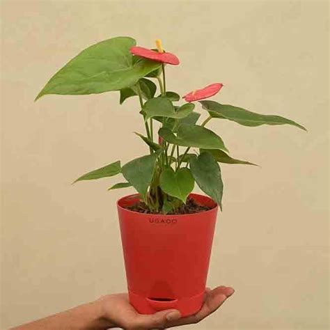 Buy Ugaoo Anthurium Red Plant - Medium Online in India | Vaaree