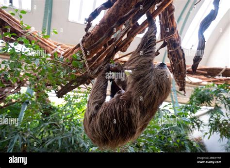 Sloth Climbing Tree 的图像结果