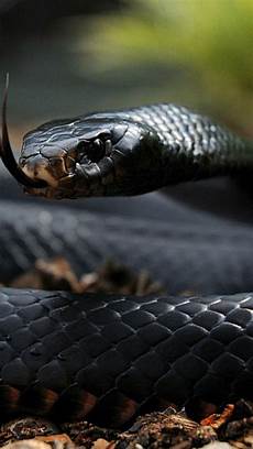 Black Mamba Wallpaper Iphone by Black Mamba Wallpapers Wallpaper Cave Black Mamba Wallpaper Iphone