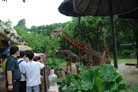 长隆香江野生动物园——麻豆与野生动物零距离(组图)_腾讯·大楚网