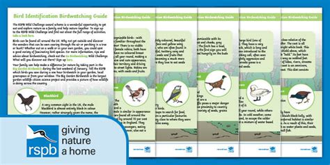 FREE! - Bird Identification Birdwatching Guide (Ages 5 -11)