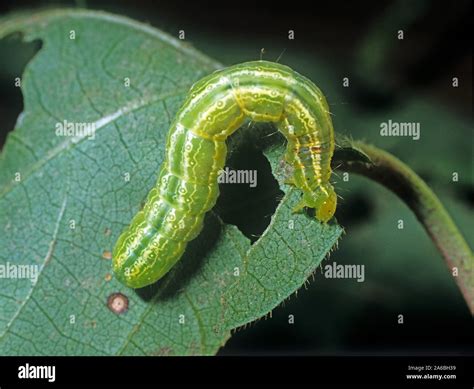 Cabbage looper (Trichoplusia ni) green, white striped caterpillar on ...