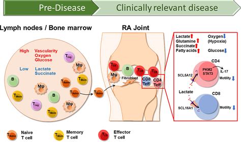 Frontiers | Metabolic Control of Autoimmunity and Tissue Inflammation in Rheumatoid Arthritis