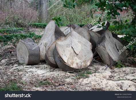 Image result for Tree Rot Slices