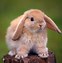 Image result for A Cute Rabbit