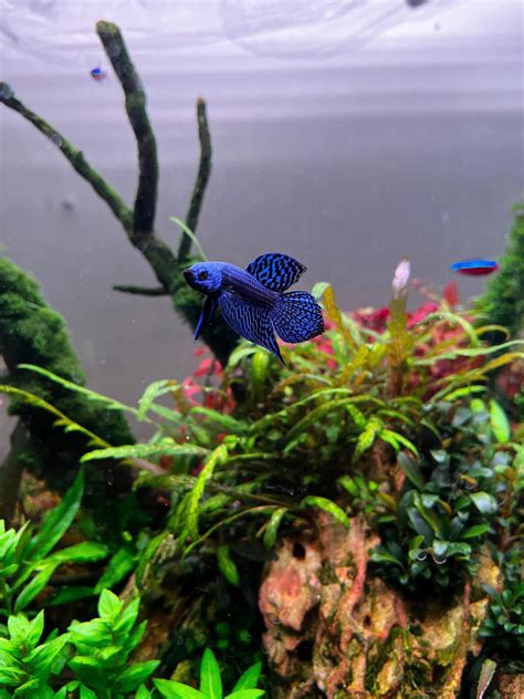 My Alien Betta flashing his ‘Blue Steel’ look : r/Aquariums