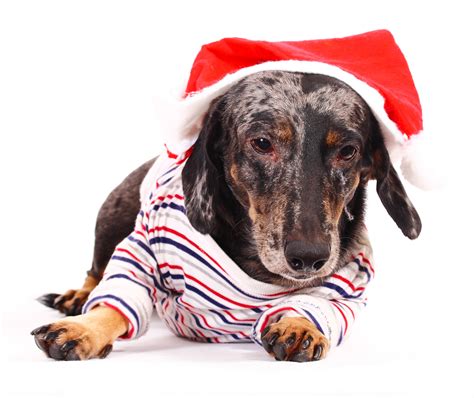 Image result for Paper Tree Craft