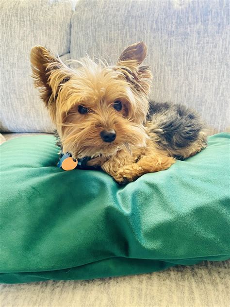 Small, feisty Gus🤍 🐾 : r/yorkie