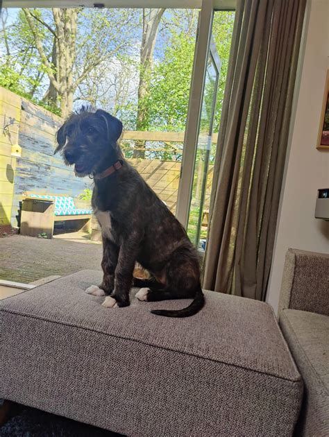 Newest member of the fam! : r/irishwolfhound