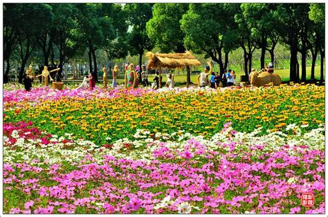 上海世纪公园-作品-大疆社区