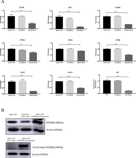 Frontiers | A Novel Drug Resistance Mechanism: Genetic Loss of Xeroderma Pigmentosum ...