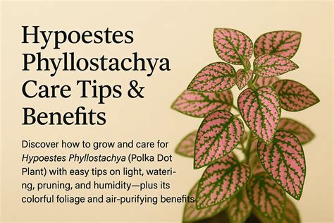 Hypoestes Phyllostachya Care Tips & Benefits - Terrarium Master