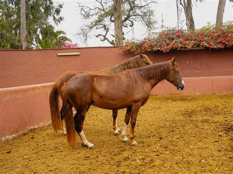 Peruvian Paso Horses