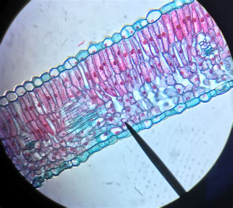 Science Course 的图像结果