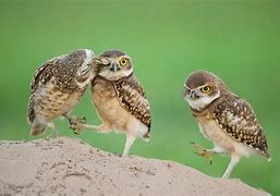 Image result for Super Cute Baby Owls