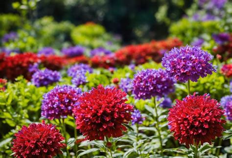 Small Flowering Shrubs: Adding Beauty to Your Garden