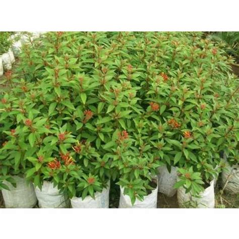 Decorative Plants - Small Plant For Garden Manufacturer from South 24 ...