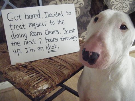 Have a Seat English Bull Terrier Funny